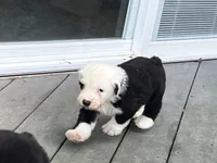 Green collar, a male Old English Sheepdog for sale in Hartville, OH – 6 of 6