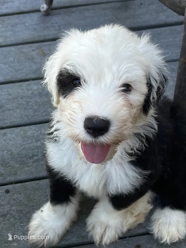 Green collar – Old English Sheepdog puppy for sale in Hartville, OH