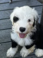 Green collar, a male Old English Sheepdog for sale in Hartville, OH – 1 of 6