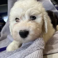 Color code purple, a female Old English Sheepdog for sale in Ohio, OH – Photo 3 of 3