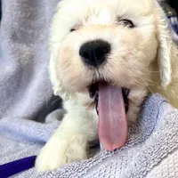 Color code purple, a female Old English Sheepdog for sale in Ohio, OH – Photo 2 of 3