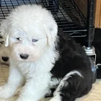 Color code purple, a female Old English Sheepdog for sale in Ohio, OH – Photo 1 of 3