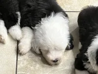 Black collar, a male Old English Sheepdog for sale in Hartville, OH – 3 of 3