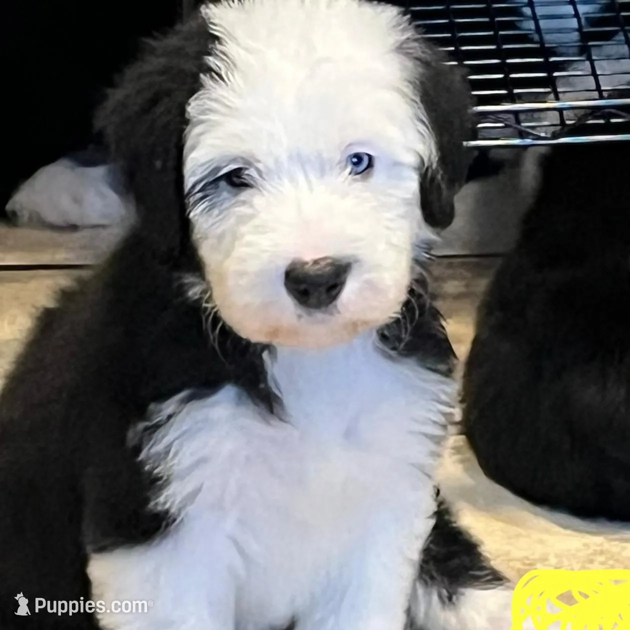 Color code bright yellow 