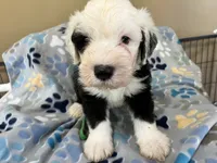 Green collar, a male Old English Sheepdog for sale in Hartville, OH – 3 of 6
