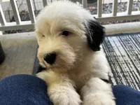 Black collar, a male Old English Sheepdog for sale in Hartville, OH – 2 of 3