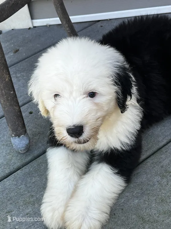 Black collar – Old English Sheepdog puppy for sale in Hartville, OH