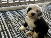 Green collar, a male Old English Sheepdog for sale in Hartville, OH – 5 of 6