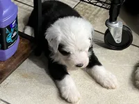 Green collar, a male Old English Sheepdog for sale in Hartville, OH – 2 of 6