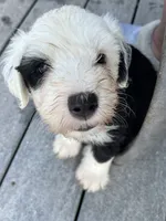 Green collar, a male Old English Sheepdog for sale in Hartville, OH – 4 of 6