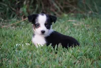 Mae, a female Toy Australian Shepherd for sale in Elkland, MO – 2 of 3