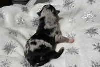 processed/0ad493bc-17e2-484a-af2d-00d70ab9b1fe/listing/04c44dfc-c55c-4388-aa27-8d0425aee28c/0c7c9646-cb0c-4d39-8992-eb5188c13c47