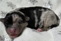 processed/0ad493bc-17e2-484a-af2d-00d70ab9b1fe/listing/04c44dfc-c55c-4388-aa27-8d0425aee28c/174315f3-8473-4451-bb23-c0f46648e051