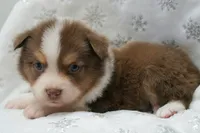 Carter, a male Toy Australian Shepherd for sale in Elkland, MO – 2 of 4