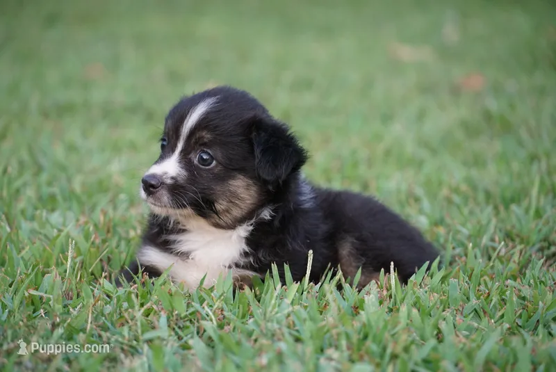 Mandy – Toy Australian Shepherd puppy for sale in Elkland, MO