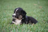 Mandy, a female Toy Australian Shepherd for sale in Elkland, MO – 1 of 4