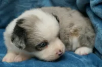 Calie, a female Toy Australian Shepherd for sale in Elkland, MO – 5 of 5