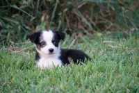 Mae, a female Toy Australian Shepherd for sale in Elkland, MO – 3 of 3