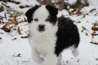 Wiggles, a male Miniature Australian Shepherd for sale in Elkland, MO – Photo 1 of 8