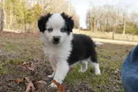 Wiggles, a male Miniature Australian Shepherd for sale in Elkland, MO – Photo 4 of 8