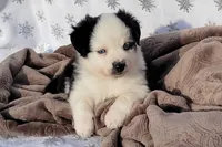 Wiggles, a male Miniature Australian Shepherd for sale in Elkland, MO – Photo 6 of 8