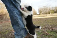 Wiggles, a male Miniature Australian Shepherd for sale in Elkland, MO – Photo 5 of 8