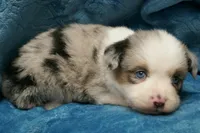 Calie, a female Toy Australian Shepherd for sale in Elkland, MO – 2 of 5