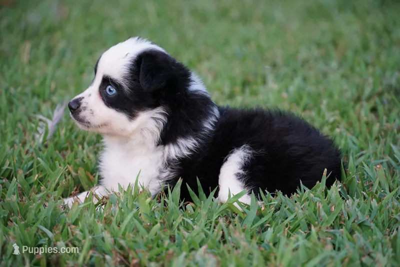 Murph  – Toy Australian Shepherd puppy for sale in Elkland, MO