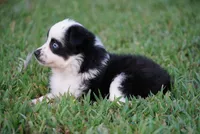 Murph , a male Toy Australian Shepherd for sale in Elkland, MO – 1 of 4