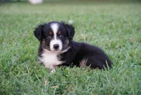 Max, a male Toy Australian Shepherd for sale in Elkland, MO – 2 of 3