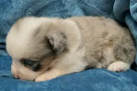 Calie, a female Toy Australian Shepherd for sale in Elkland, MO – 4 of 5