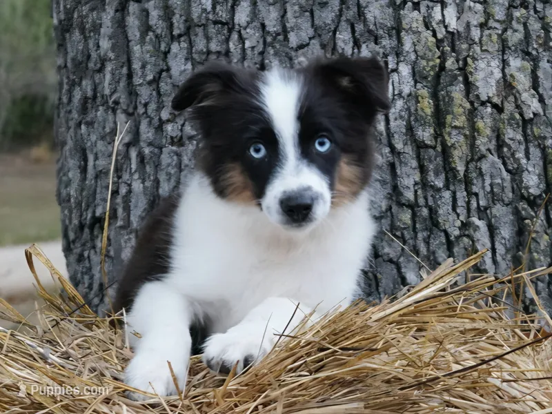 Mater – Toy Australian Shepherd puppy for sale in Elkland, MO