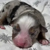 Rasha, a female Miniature Australian Shepherd for sale in Elkland, MO – Photo 6 of 8