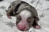 Rasha, a female Miniature Australian Shepherd for sale in Elkland, MO – Photo 6 of 8