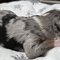 Rasha, a female Miniature Australian Shepherd for sale in Elkland, MO – Photo 4 of 8