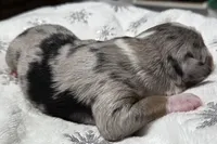 Rasha, a female Miniature Australian Shepherd for sale in Elkland, MO – Photo 4 of 8