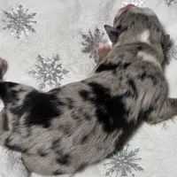 Rasha, a female Miniature Australian Shepherd for sale in Elkland, MO – Photo 2 of 8