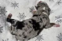 Rasha, a female Miniature Australian Shepherd for sale in Elkland, MO – Photo 2 of 8