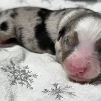 Rasha, a female Miniature Australian Shepherd for sale in Elkland, MO – Photo 1 of 8