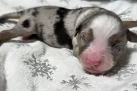 Rasha, a female Miniature Australian Shepherd for sale in Elkland, MO – Photo 1 of 8