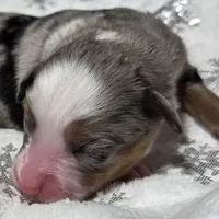 Rasha, a female Miniature Australian Shepherd for sale in Elkland, MO – Photo 3 of 8