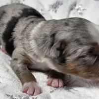 Rasha, a female Miniature Australian Shepherd for sale in Elkland, MO – Photo 5 of 8