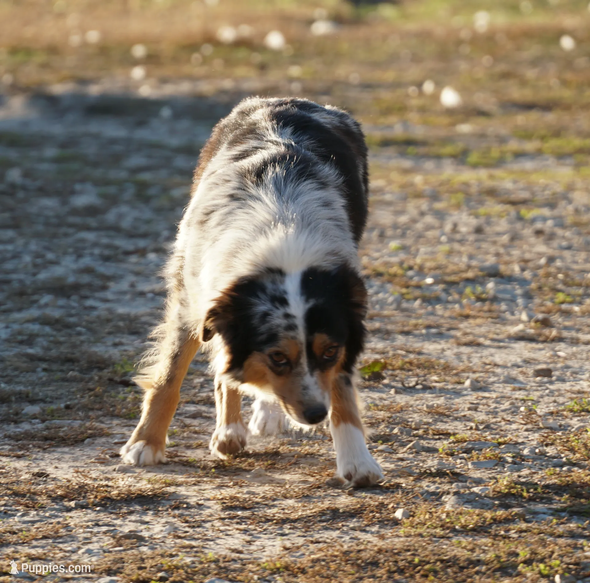 Rasha, a female Miniature Australian Shepherd for sale in Elkland, MO – Photo 8 of 8
