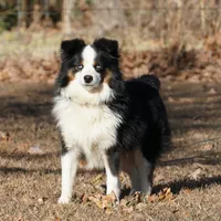 Rasha, a female Miniature Australian Shepherd for sale in Elkland, MO – Photo 7 of 8