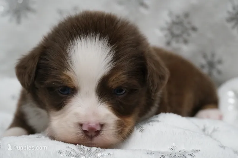 ASDR Chet – Toy Australian Shepherd puppy for sale in Elkland, MO