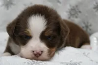 ASDR Chet, a male Toy Australian Shepherd for sale in Elkland, MO – 1 of 4