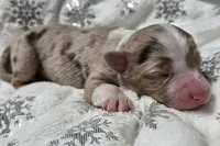 processed/0ad493bc-17e2-484a-af2d-00d70ab9b1fe/listing/2f6a4b00-fd98-491d-8a70-c319413d9093/2f2187fd-c625-4819-8785-fdcfa31237aa