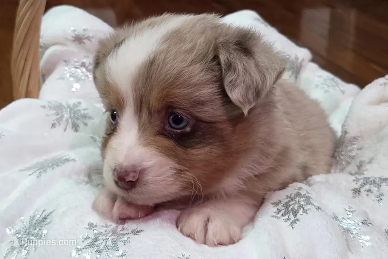 Ramone – Miniature Australian Shepherd puppy for sale in Elkland, MO