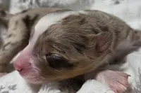 processed/0ad493bc-17e2-484a-af2d-00d70ab9b1fe/listing/2f6a4b00-fd98-491d-8a70-c319413d9093/e62a4989-3026-41d0-a517-d1807dd1599c