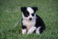 Murph , a male Toy Australian Shepherd for sale in Elkland, MO – 4 of 4